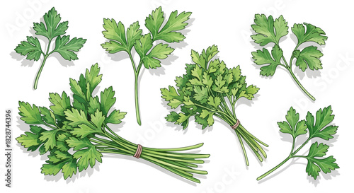 Vector illustration of fresh green parsley leaves and bunches