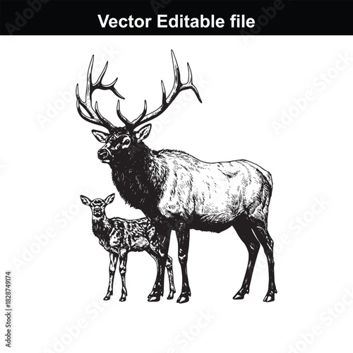 Majestic bull elk with its calf standing in a field, detailed illustration, isolated on white background