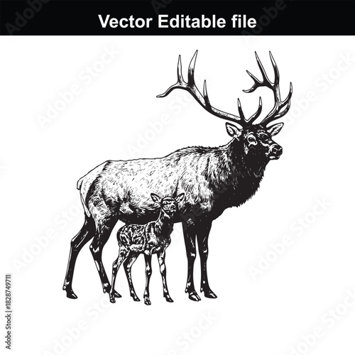 Majestic bull elk with its fawn, standing together in a detailed black and white illustration, isolated on white background