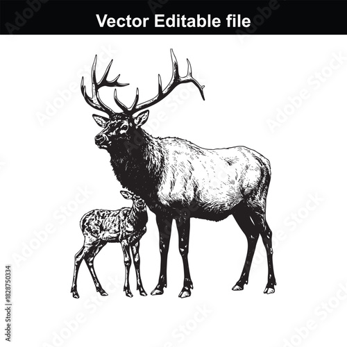 Majestic bull elk with its fawn standing side by side, isolated on white background