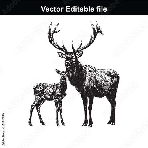 Majestic stag with large antlers and a young fawn standing side by side, detailed illustration isolated on white background