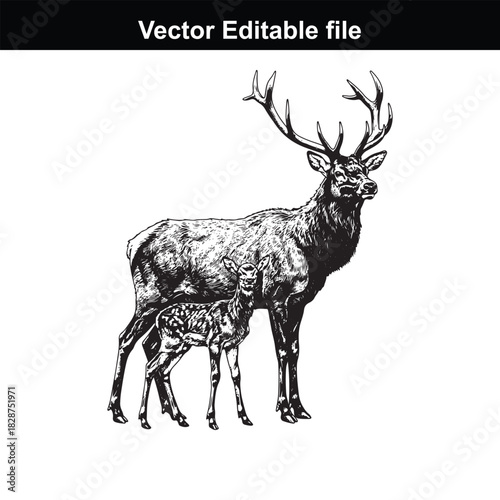 Majestic stag and fawn illustration, a detailed black and white drawing of a deer family standing together, isolated on white background
