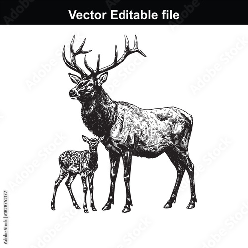 Majestic stag with large antlers and a young fawn standing together, detailed illustration, isolated on white background