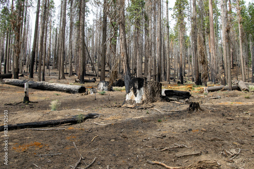 Wildfire Devastation