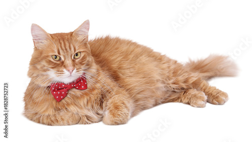 Red long-haired cat in a red bow tie, minimalist studio portrait on a white background, isolated, pet, high resolution, PNG format.