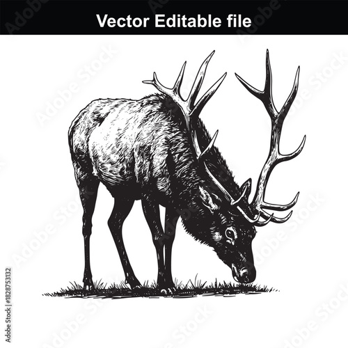 Detailed black and white illustration of a majestic elk with large antlers, grazing on grass, presented as a vector editable file