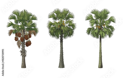 Set of Three Asian Palmyra Palm Trees with Fruit
