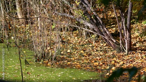 Close view of broken tree branches sticking out in a swamp