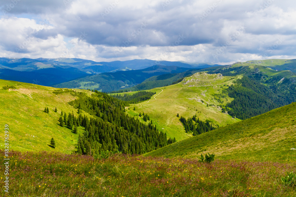 Fototapeta premium A beautiful valley in the Fagaras Mountains near Lake Vidraru. Grassy slopes covered with grass and coniferous forest. Southern Carpathians, Romania