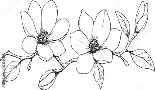  Horizontal seamless border with magnolia flowers clean silhouette vector illustration