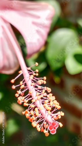 Close up of a pink hibiscus flower with green leaves behind it