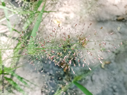 Close up view of green grass with seed heads in soft focus light