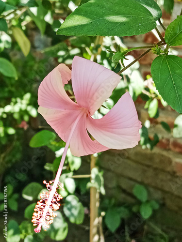 Close up of a light pink hibiscus flower with green leaves