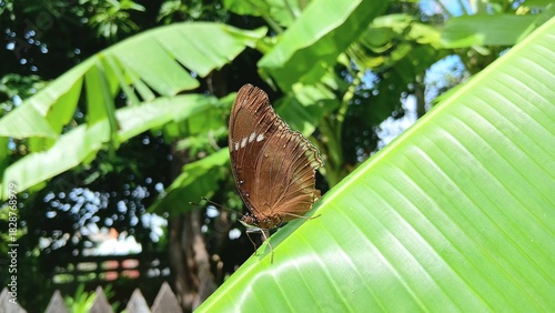 Butterfly on The Banana Leaf
