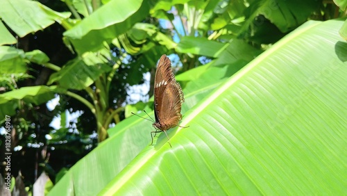 Butterfly on The Banana Leaf