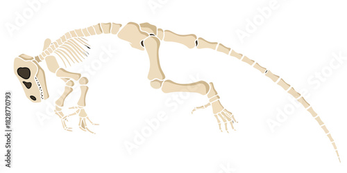Dinosaur Skeleton Illustration Silhouette For Education, Science, Museums, And Paleontology Displays