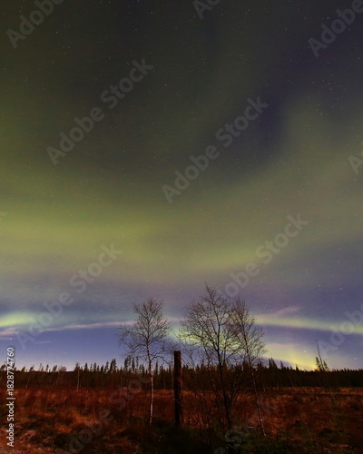 Aurora over open forest landscape with faint stars and soft green glow across the night sky