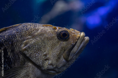 Close up of fish underwater in aquarium environment with blue background