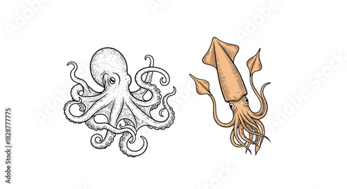 Vintage-style engraved illustrations of an octopus and a squid with detailed tentacles isolated on a clean white background.