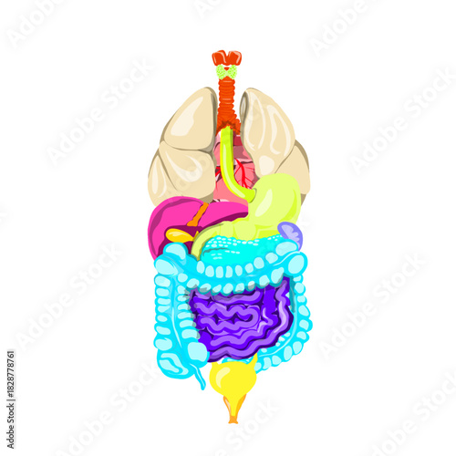colorful anatomy of internal organs of the human body