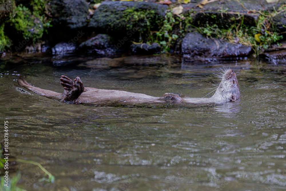 Obraz premium Fischotter