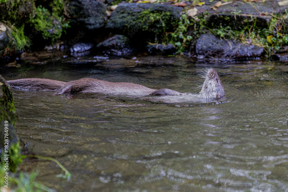 Fototapeta premium Fischotter