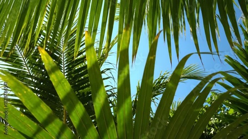 Close up view of lush green palm leaves against a bright blue sky on a sunny day