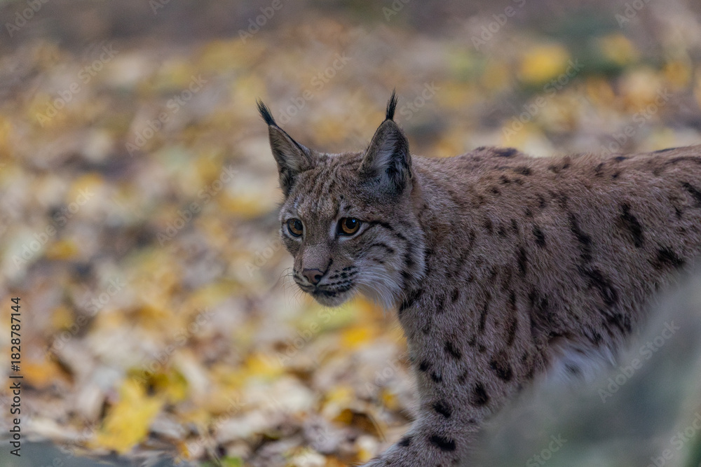 Fototapeta premium Luchs im Herbstlaub