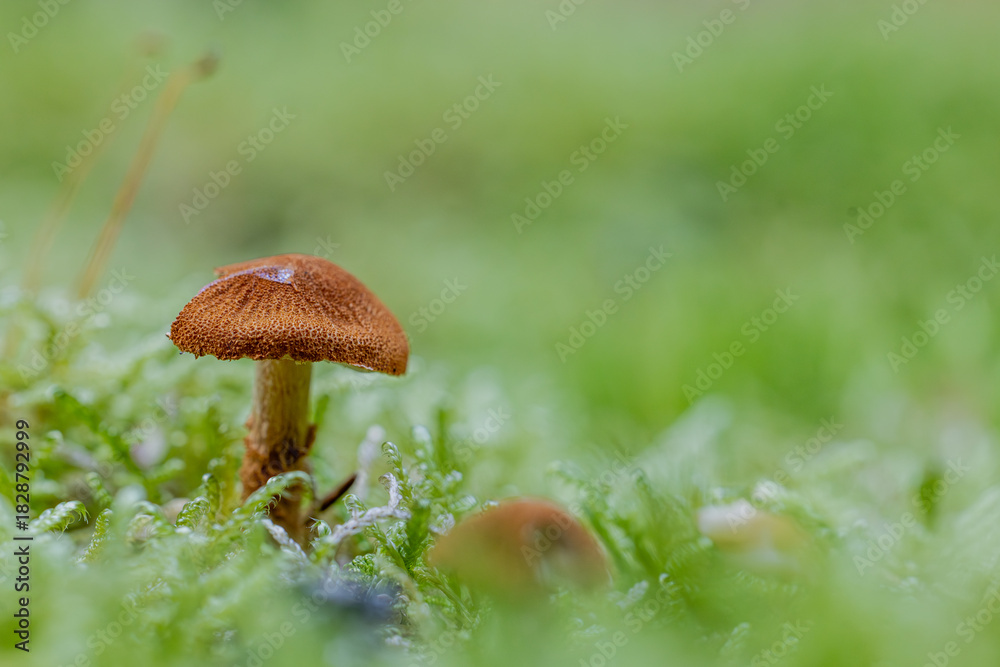image to crop