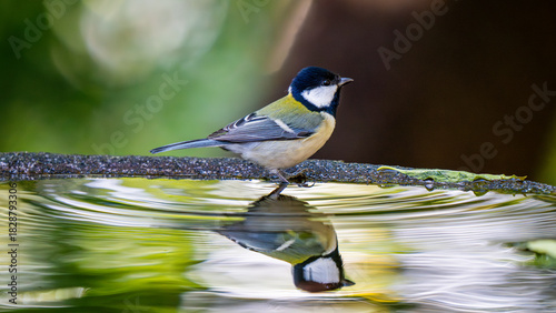 Fotografie Japanese tit