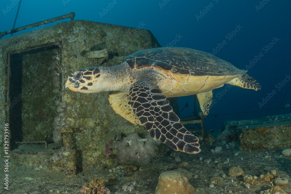 Fototapeta premium Hawksbill sea turtle in the Red Sea, Eilat Israel 