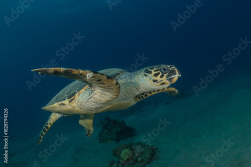 Fotografía Hawksbill sea turtle in the Red Sea, Eilat Israel