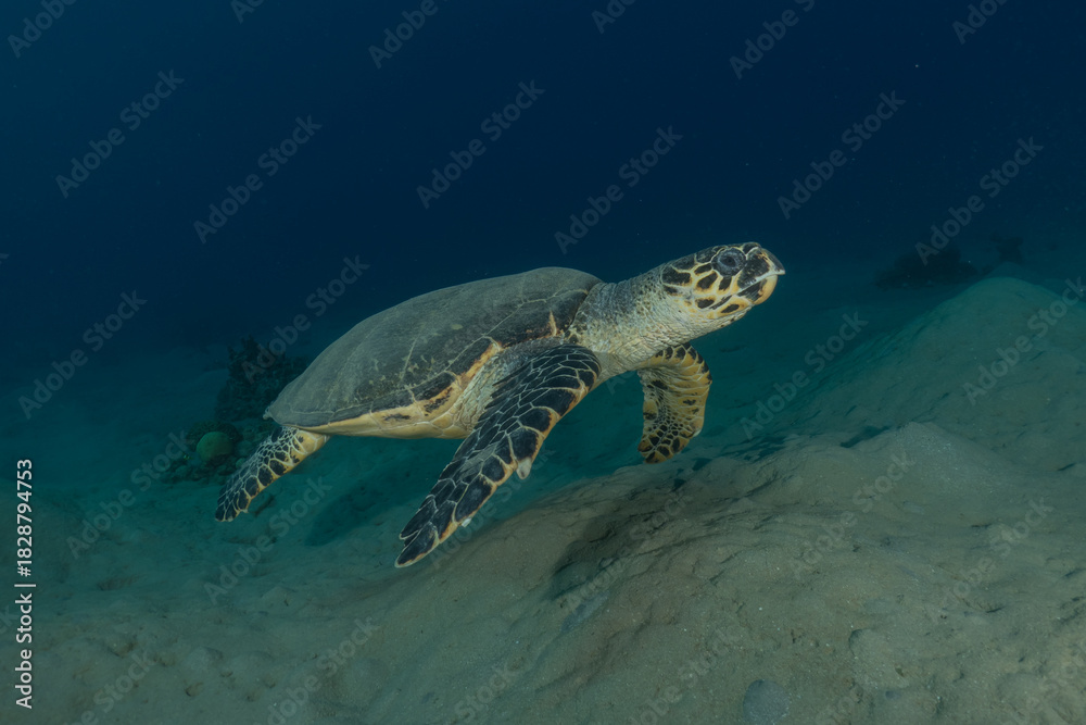 Fototapeta premium Hawksbill sea turtle in the Red Sea, Eilat Israel 