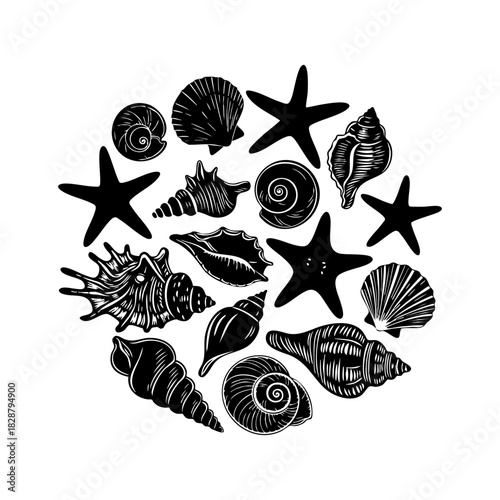 Sea shells and starfish collection vector. Different type of sea shells and starfish silhouette illustration on white background.
