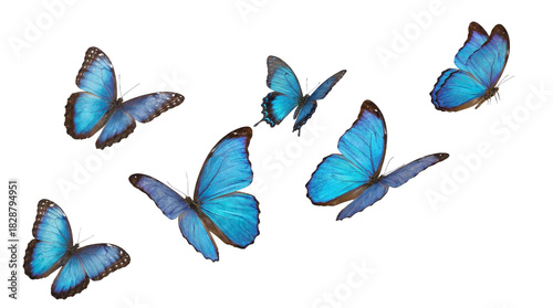 blue flying butterfly png suitable