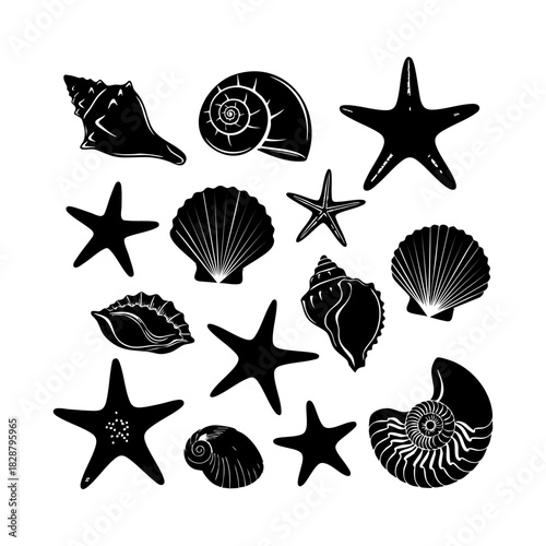 Sea shells and starfish collection vector. Different type of sea shells and starfish silhouette illustration on white background.