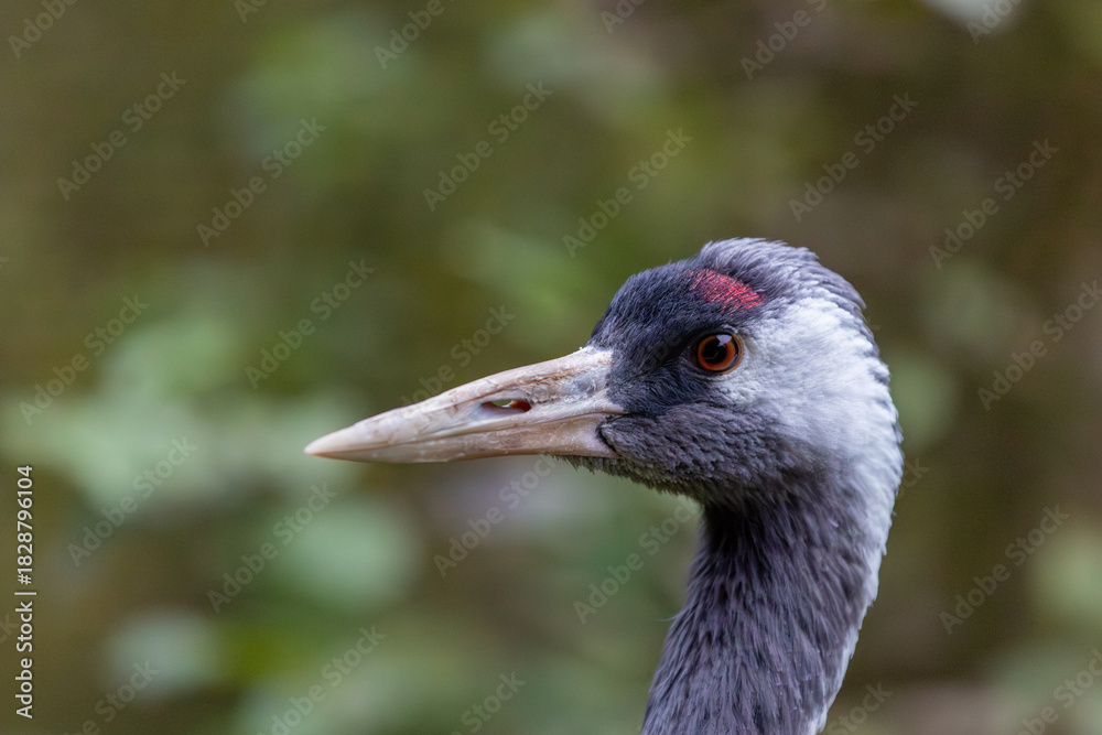 Naklejka premium Kranich