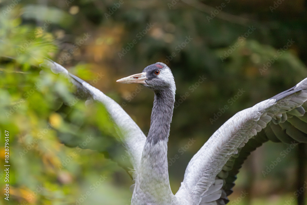 Naklejka premium Kranich