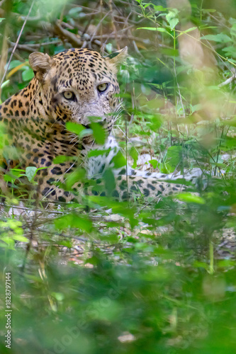Photography Leopard
