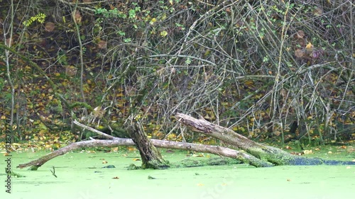 Close view of broken tree branches sticking out in a swamp