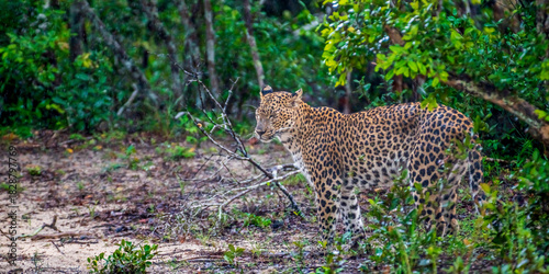 Canvas Print Leopard