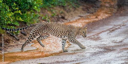 Canvas Print Leopard