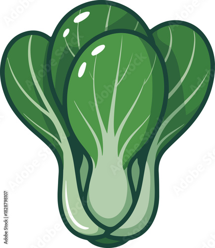 Bok choy vector illustration of a fresh Asian green vegetable with healthy leaves ready for cooking