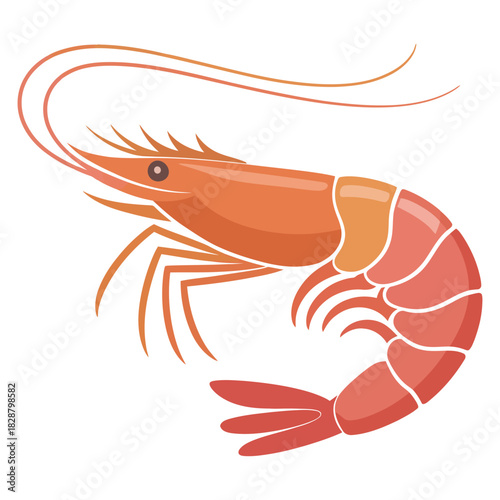 shrimp vector illustration