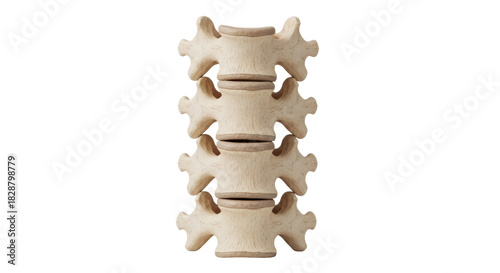Human spine anatomy isolated PNG, vertebral column bone structure for medical education and healthcare resources on transparent background