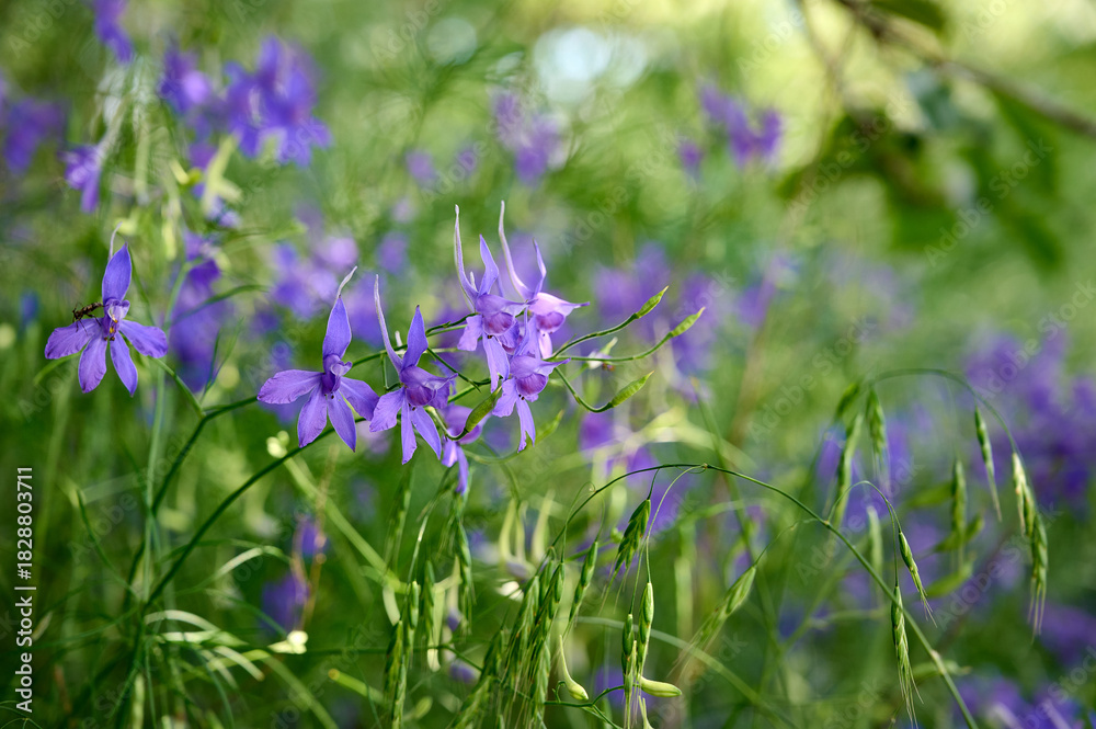 Obraz premium Blue flowers Consolida regalis or wild Delphinium in summer field. Beautiful flower background of nature.