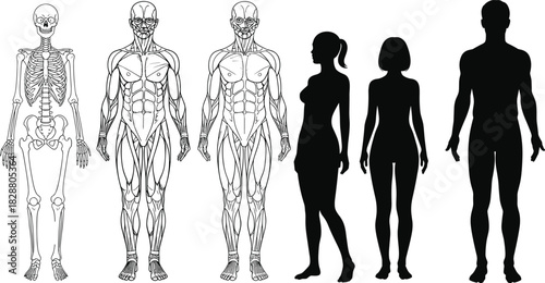 Skeleton, Muscular System Diagram, and Male and Female Silhouettes for Medical, Educational, and Fitness Design.