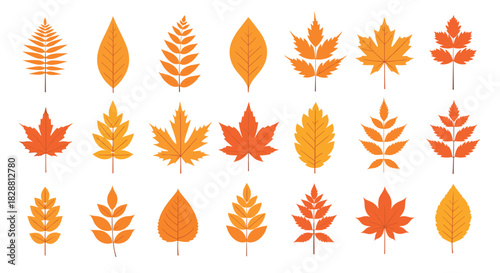 A collection of various autumn leaves in different shapes and shades of orange and yellow, ideal for seasonal design and fall nature themes.