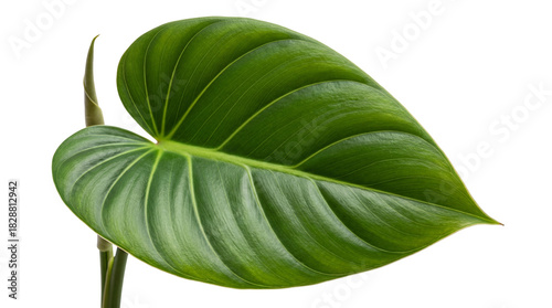 Green philodendron leaf PNG isolated on transparent background, tropical foliage for design and decoration use