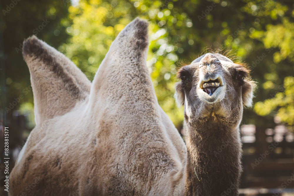 Obraz premium portrait of a camel
